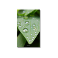 Morning Dew Dashboard