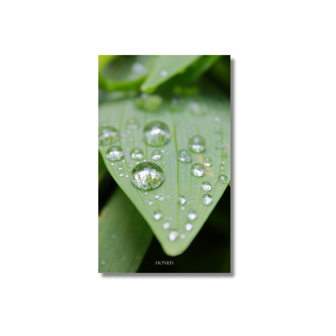 Morning Dew Dashboard